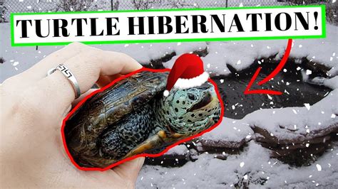 Ultimate Hibernation Guide For Turtles Youtube