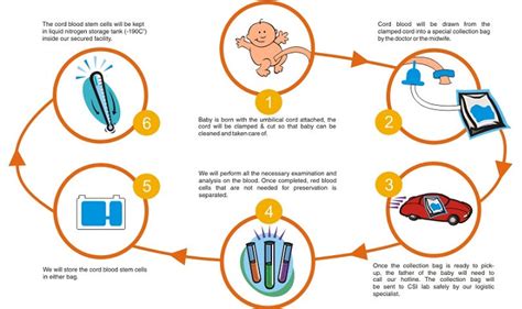 Umbilical Cord Stem Cell Banking Procedure Cost Pros Cons Trends