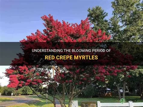 Understanding The Blooming Period Of Red Crepe Myrtles Shuncy