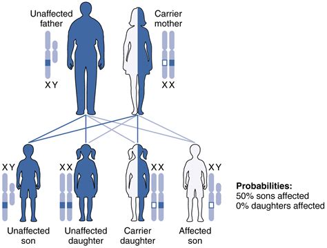 Unit 11 Human Genetics Douglas College Human Anatomy Physiology Ii