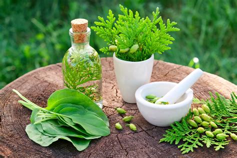 Unlock The Power Of Nature Top 10 Herbal Remedies You Need To Know