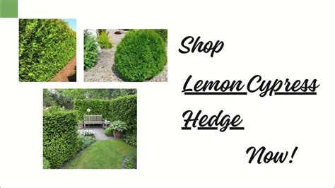 Unveiling The Secrets Of Lemon Cypress Hedges Your Complete Guide Youtube