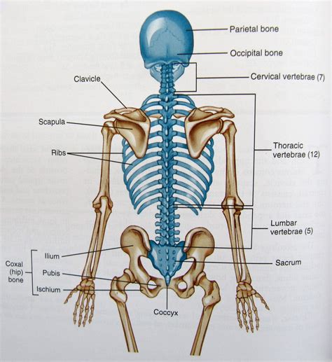 Upper Back Anatomy Bones Arms And Shoulders Bone Labeled Human