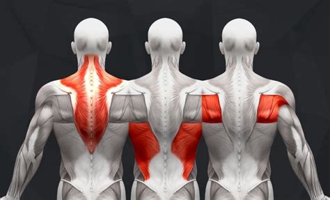 Upper Back Muscles Exercises