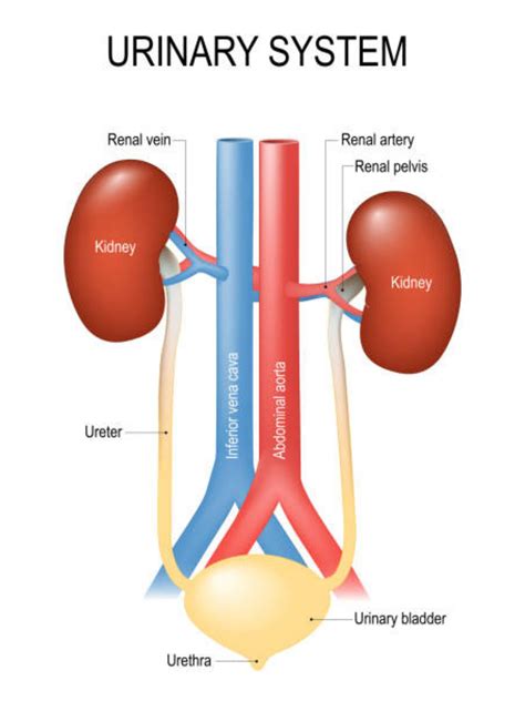 Urinary Or Excretory System Kidneys Ureters Tubes Form The Kidneys