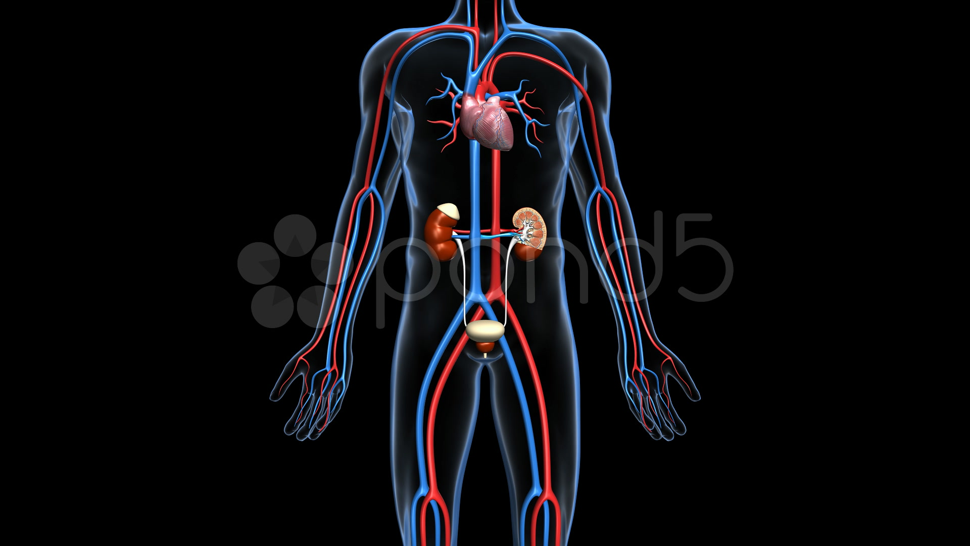 Urinary System Animation Modernheal Com