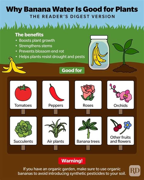 Use Banana Water For Plants To Make Your Garden Flourish Birds And Blooms