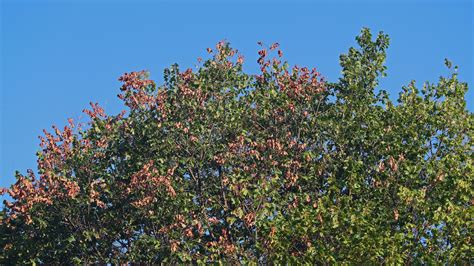 Use These Tips To Identify Dutch Elm Disease On Your Backyard Trees