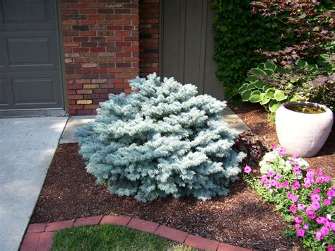 Using Dwarf Blue Spruce To Add Charm To Your Front Yard Landscape