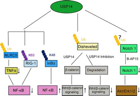 Usp14 Inhibitor Neurodegenerative