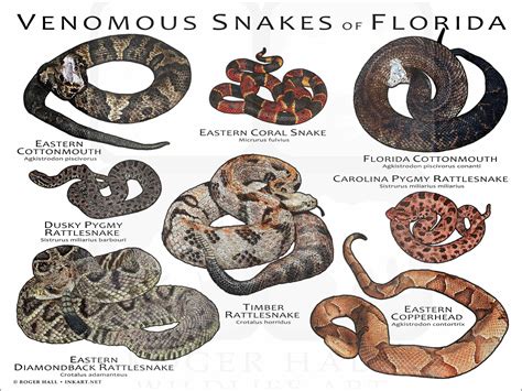 Venomous Snake Statement Florida Snake Id Guide