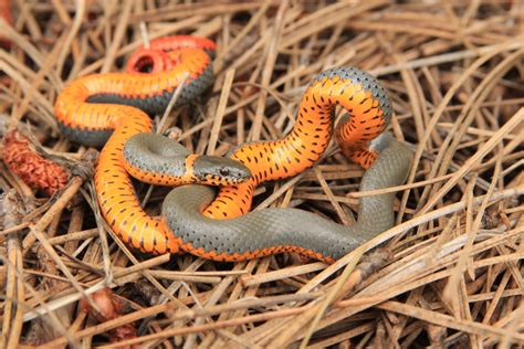 Venomous Snakes In The United States Regal Ringneck Snake