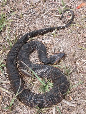 Venomous Water Moccasin Or Harmless Watersnake