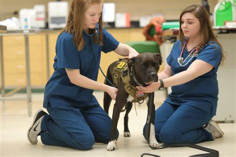 Vet Tech School