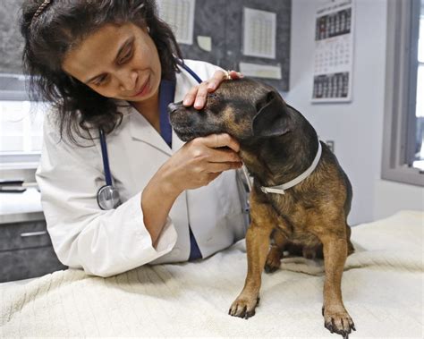 Veterinary Programs In Georgia