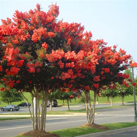 Vibrant Pink Blooms From Summer To Fall With Cold Hardy Sioux Crape