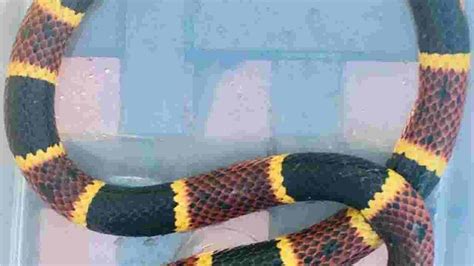 Video Woman Surprised By 2 Foot Coral Snake In Her Yard