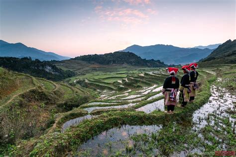 Vietnam Sapa Red Dao Women On Rice Paddies At Sunrise Royalty