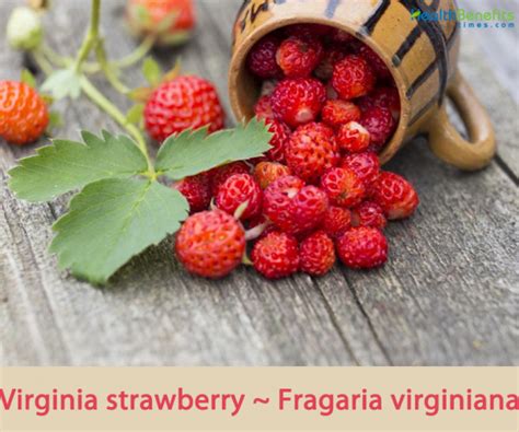 Virginia Strawberry Scarlet Strawberry Facts And Health Benefits