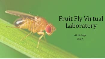 Virtual Fruit Fly Activity