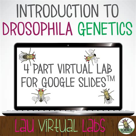 Virtual Fruit Fly Lab Made For Google Slides By Science With Mrs Lau