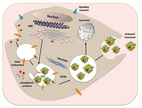 Viruses Free Full Text Exosomes And Their Role In The Life Cycle