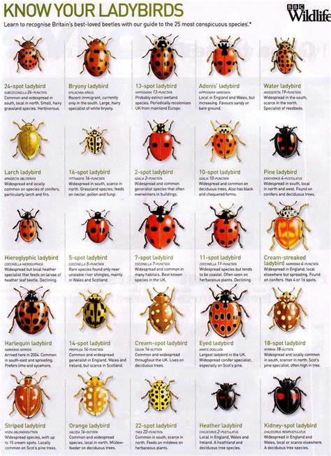 Visual From Facebook Lady Bug Guide Infographic Tv Number One