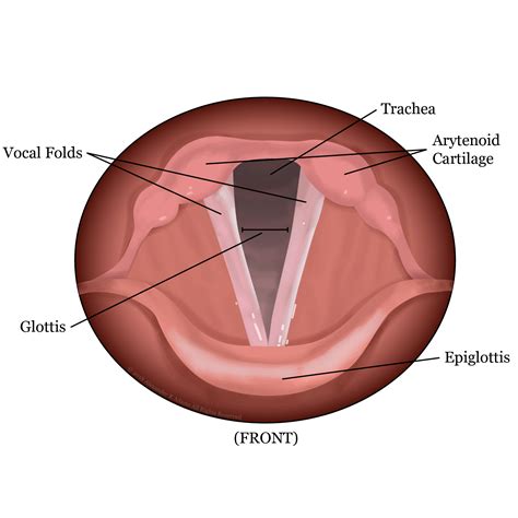 Vocal Cords Function: Master Your Voice Mechanics