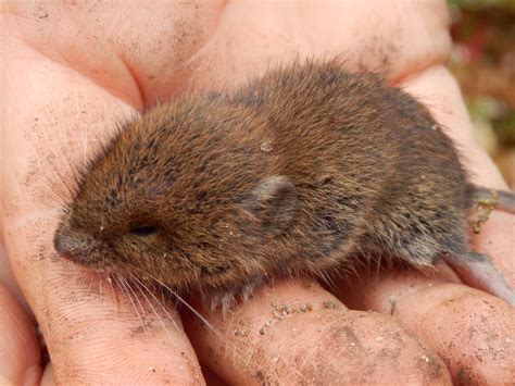 Voles In Yard