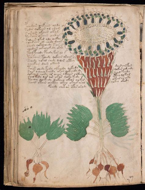 Voynich Manuscript Yale