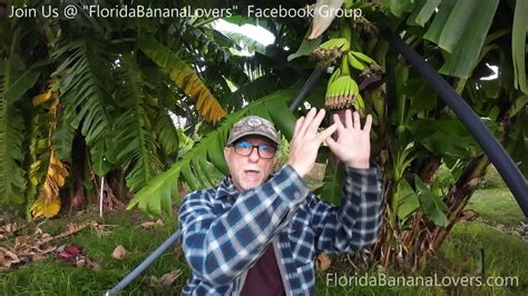 Warning Pros And Cons Of Removing Banana Flower Bud Youtube