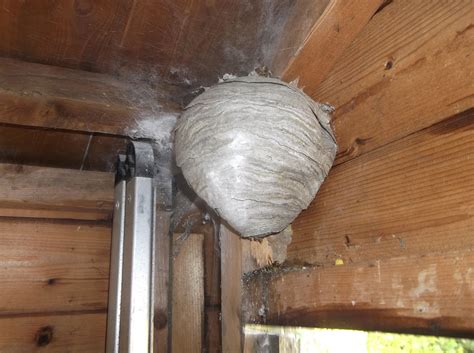 Wasps Nest Removal Bolton Ian Smith Pest Control