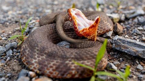 Water Moccasin Pictures: Venomous Snake Facts