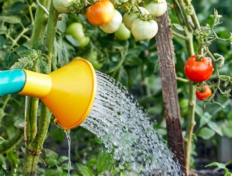 Water Tomato: Grow Perfect Tomatoes