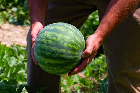 Watermelon Growing Stages