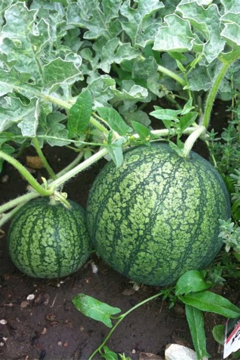 Watermelon Growth: Optimize Your Crop Yield