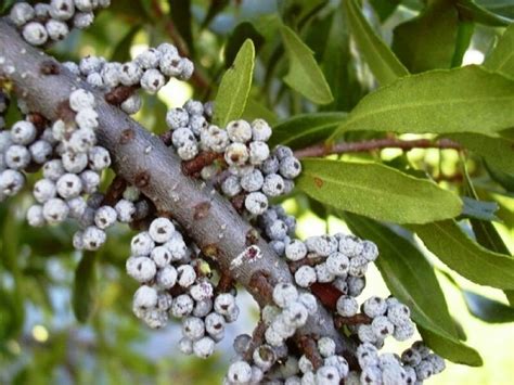 Wax Myrtle Southern Myrica Cerifera 25 Seeds