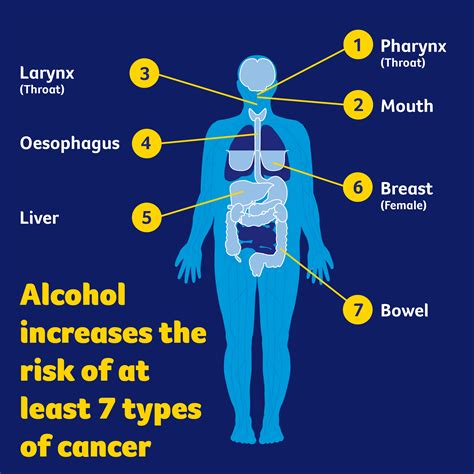 Ways Alcohol Causes Cancer Cancer Council Victoria