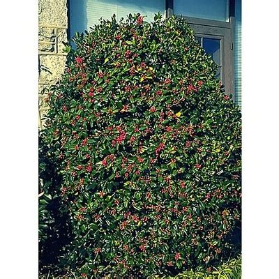 We Love Including Dwarf Burford Holly Bushes In Our Landscaping