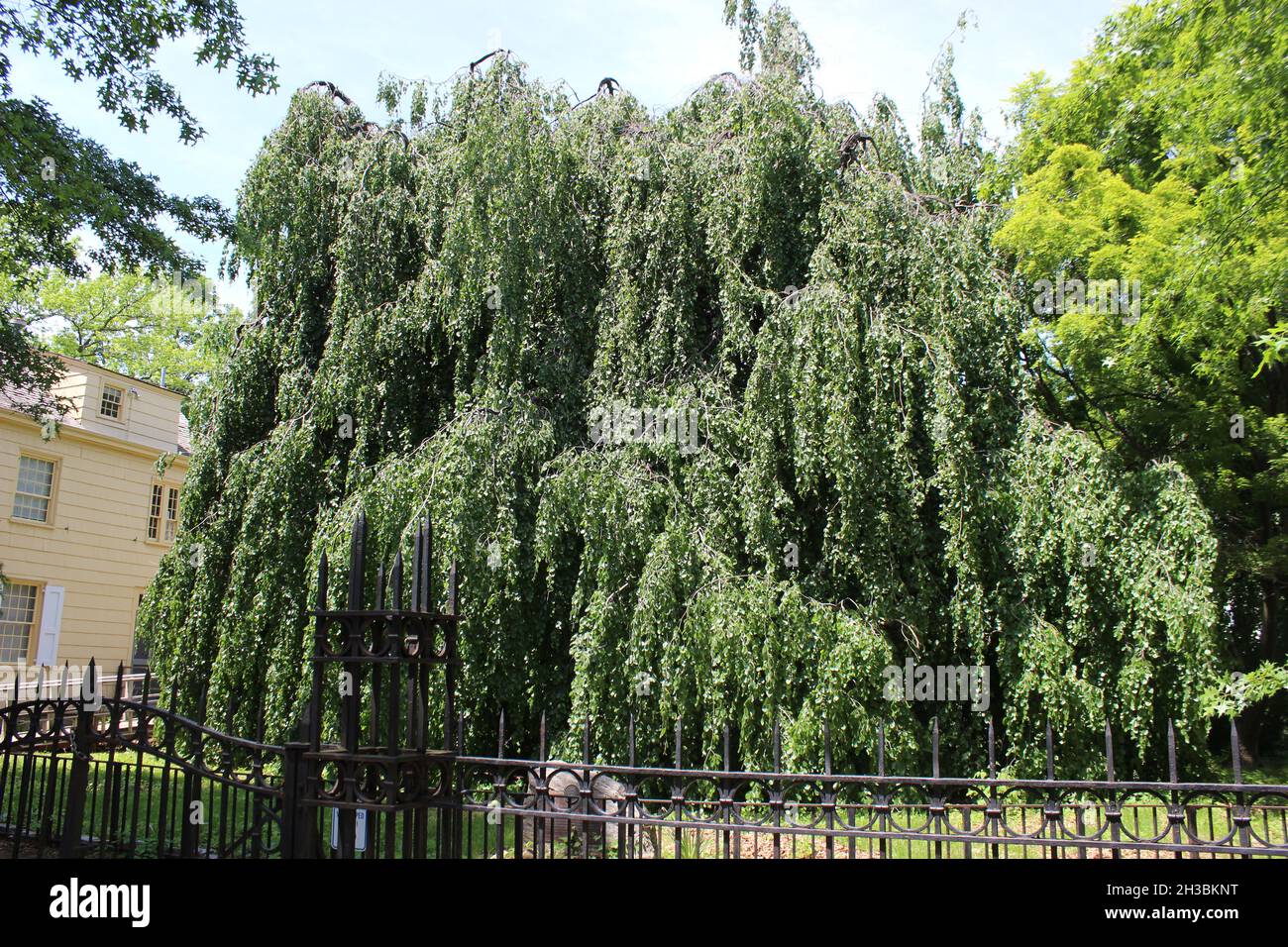 Weeping Beech Flushing New York Stock Photo Alamy