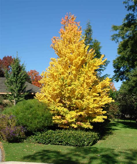 Weeping Beech Guide: Planting To Pruning Mastery