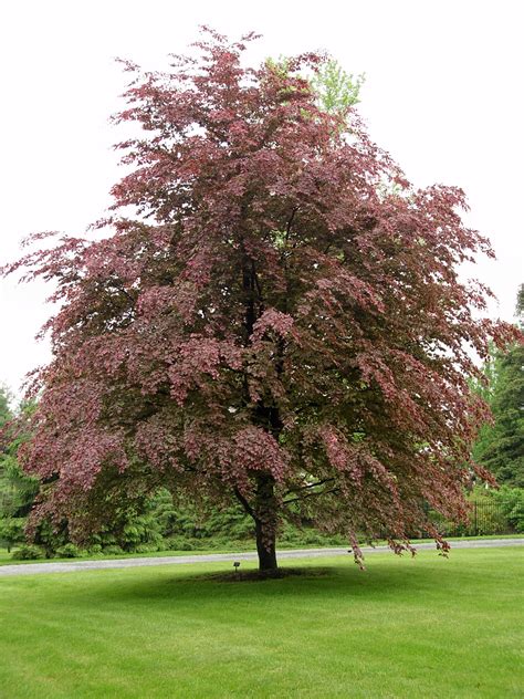 Weeping Tri Color Beech Tree