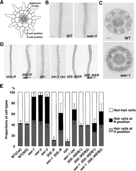 Werewolf A Myb Related Protein In Arabidopsis Is A Position Dependent