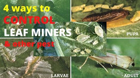 Western Leaf Bug Control: Effective Methods