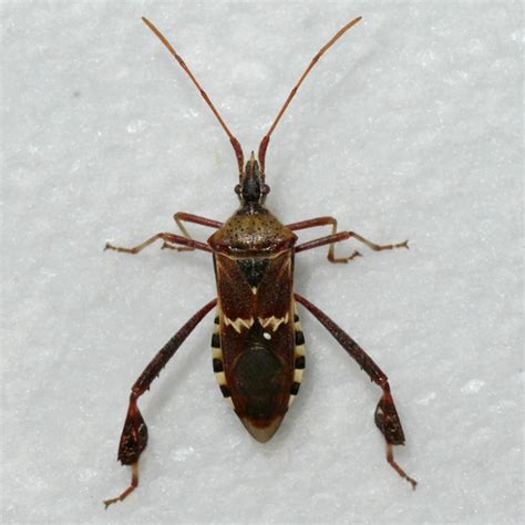 Western Leaf Footed Bug Guide: Id And Manage