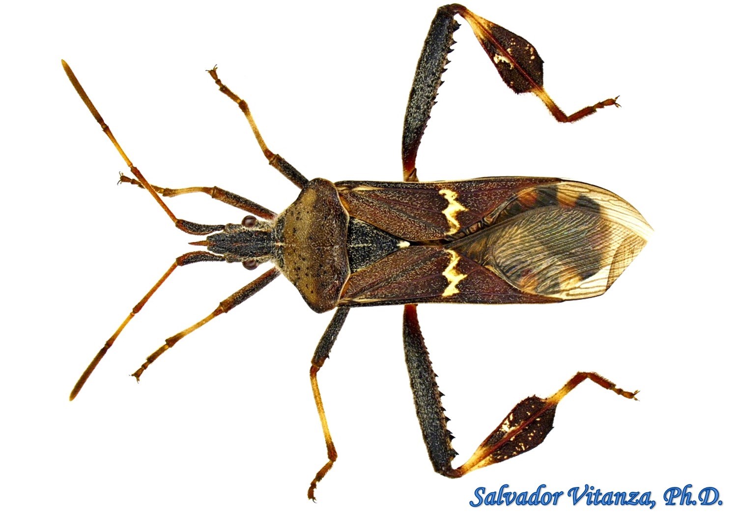 Western Leaf Footed Bug Leptoglossus Clypealis Bugguide Net