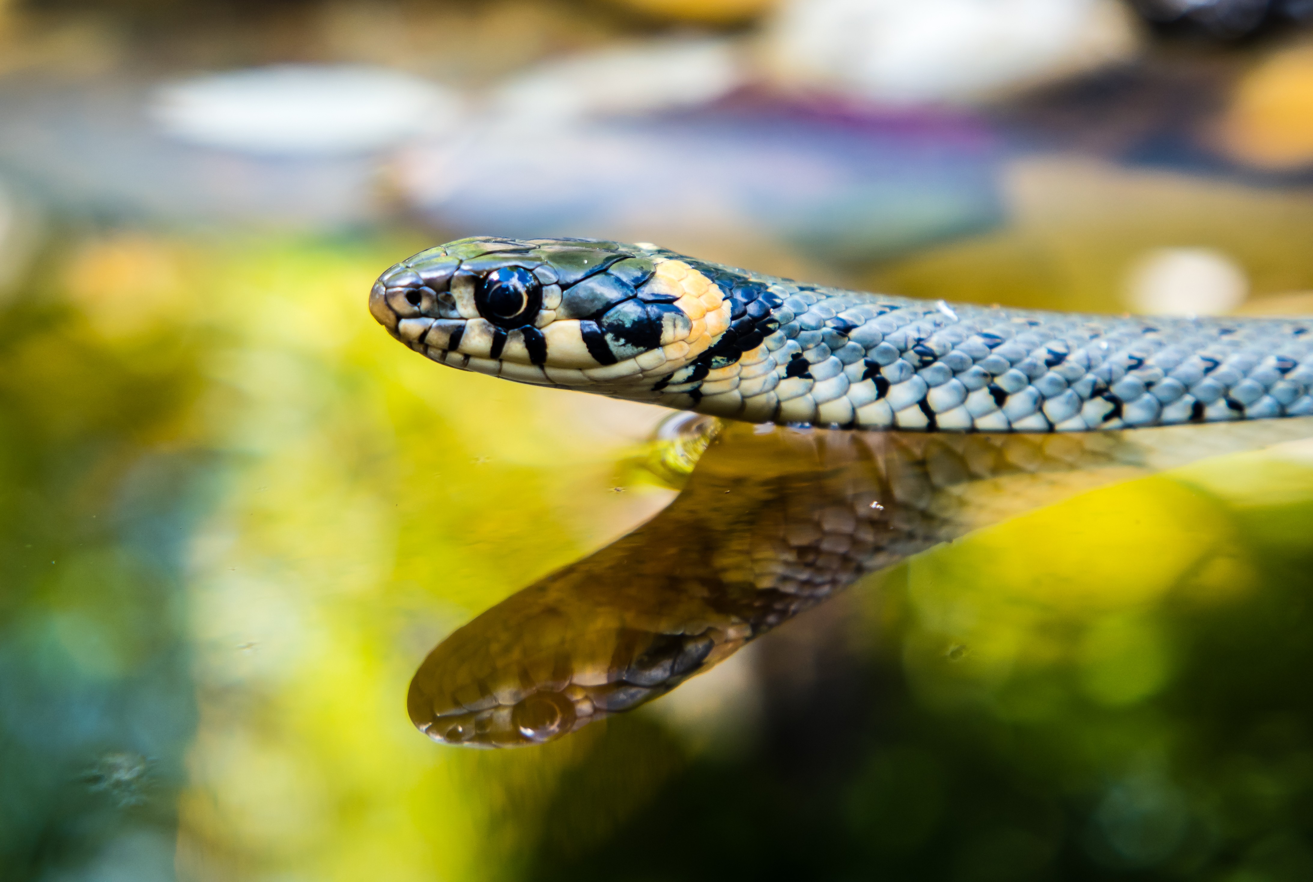 Wetland Snakes