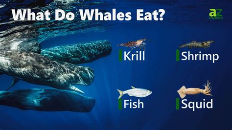 Whale Diet Facts: Meat Eater Insights