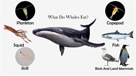 Whales Carnivorous Diet Explained