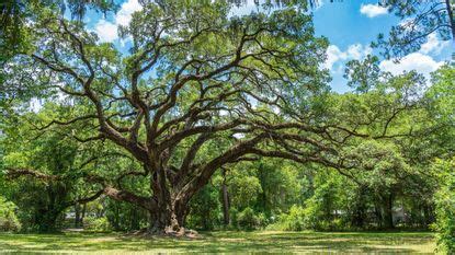 What Affects Southern Oak Tree Growth? Expert Tips